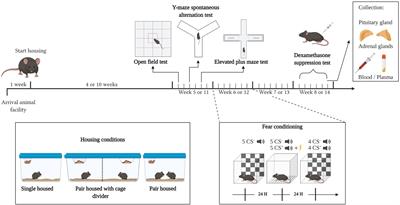 Exploring Refinement Strategies for Single Housing of Male C57BL/6JRj Mice: Effect of Cage Divider on Stress-Related Behavior and Hypothalamic-Pituitary-Adrenal-Axis Activity